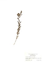 藏品(假柳穿魚)的圖片